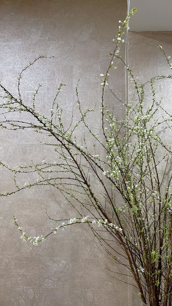 Tuyết mai cũng là lựa chọn phổ biến, tuy nhiên khá khó chăm cần thay nước ấm thường xuyên cho hoa nở căng cánh.