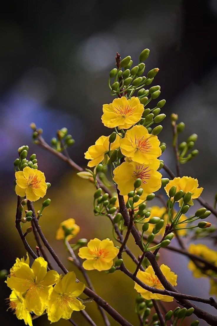 Mai vàng dễ chăm và cho hoa dày rực rỡ bằng cách siết nước.