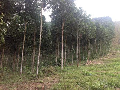 Quế Văn Yên thường xuyên bị “đầu nậu” ép giá