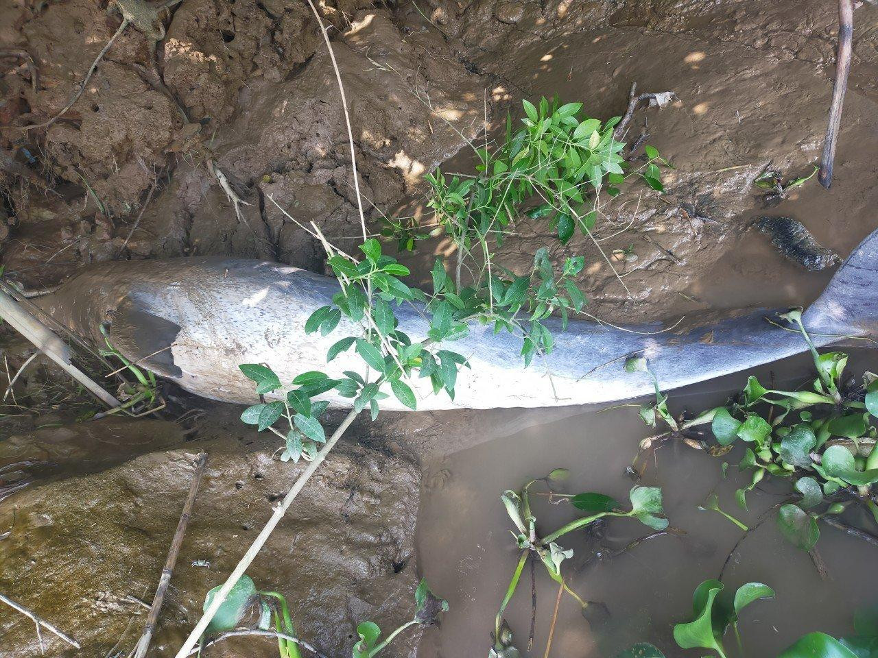 Vị trí phát hiện xác cá heo Vị trí phát hiện xác cá heo