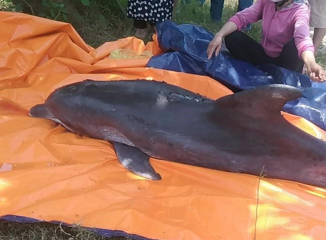 Cá heo chết được đưa đi chôn cất Cá heo chết được đưa đi chôn cất