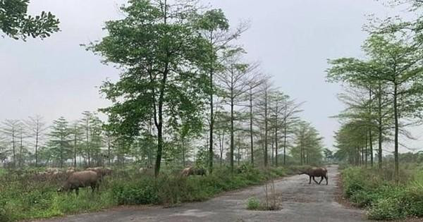 Dự án khu đô thị AIC tại huyện Mê Linh nằm “bất động” sau hơn 10 năm được điều chỉnh chủ trương đầu tư, gia hạn tiến độ.