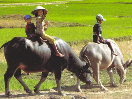 Các thương lái thu mua rầm rộ thu mua phân trâu khô. Ảnh minh họa