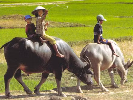 Các thương lái thu mua rầm rộ thu mua phân trâu khô. Ảnh minh họa