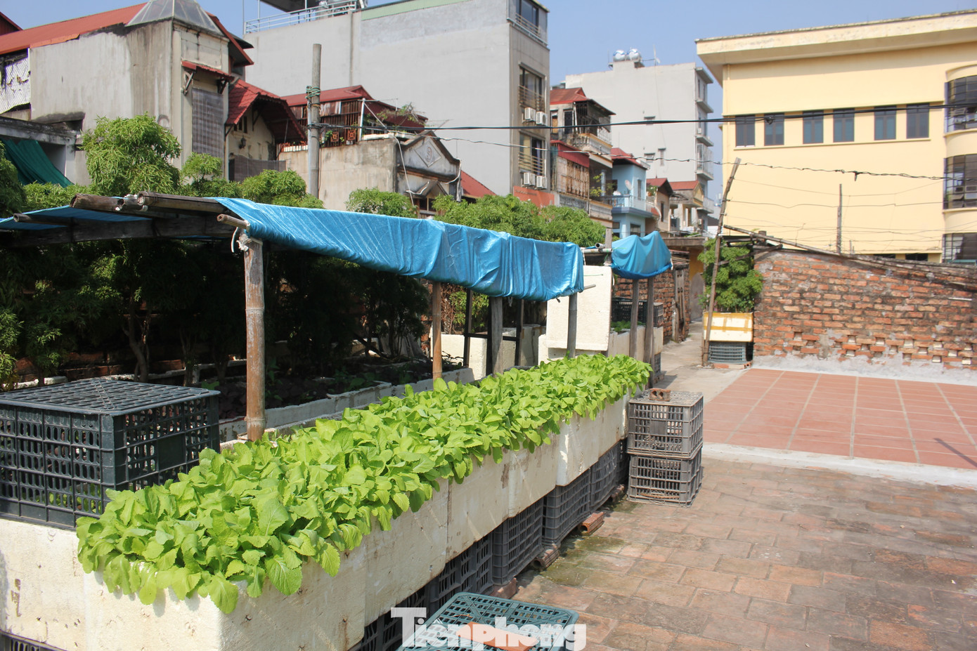 Hiện tại chỉ có một lối duy nhất dẫn lên sân thượng của khu nhà. Tại sân thượng, cư dân tận dụng diện tích bằng phẳng để trồng rau.