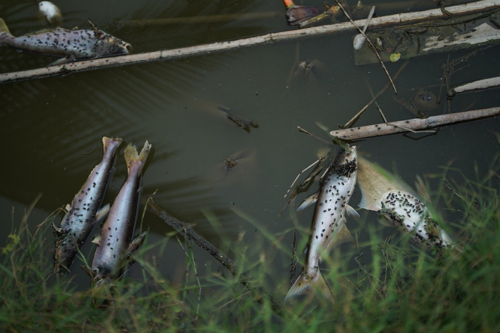 Mỗi ngày, hàng trăm kg cá của gia đình anh N. nổi chết khắp ao (Ảnh. Hạ Di). Mỗi ngày, hàng trăm kg cá của gia đình anh N. nổi chết khắp ao (Ảnh. Hạ Di).
