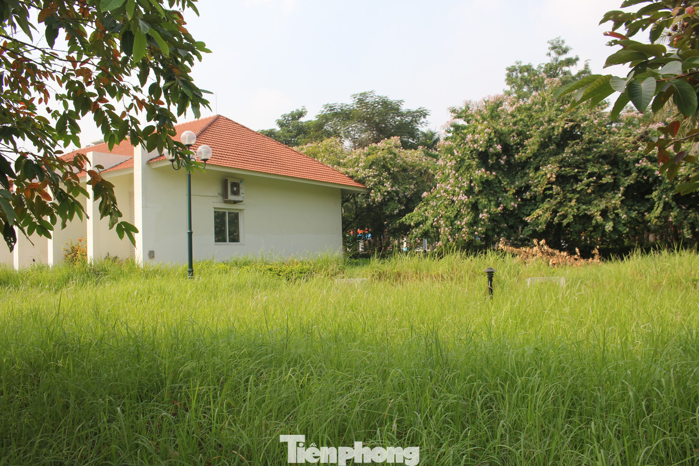 Khu nhà điều hành dự án công viên hồ điều hòa Mai Dịch cỏ dại mọc um tùm, che mất lối đi. Khu nhà điều hành dự án công viên hồ điều hòa Mai Dịch cỏ dại mọc um tùm, che mất lối đi.