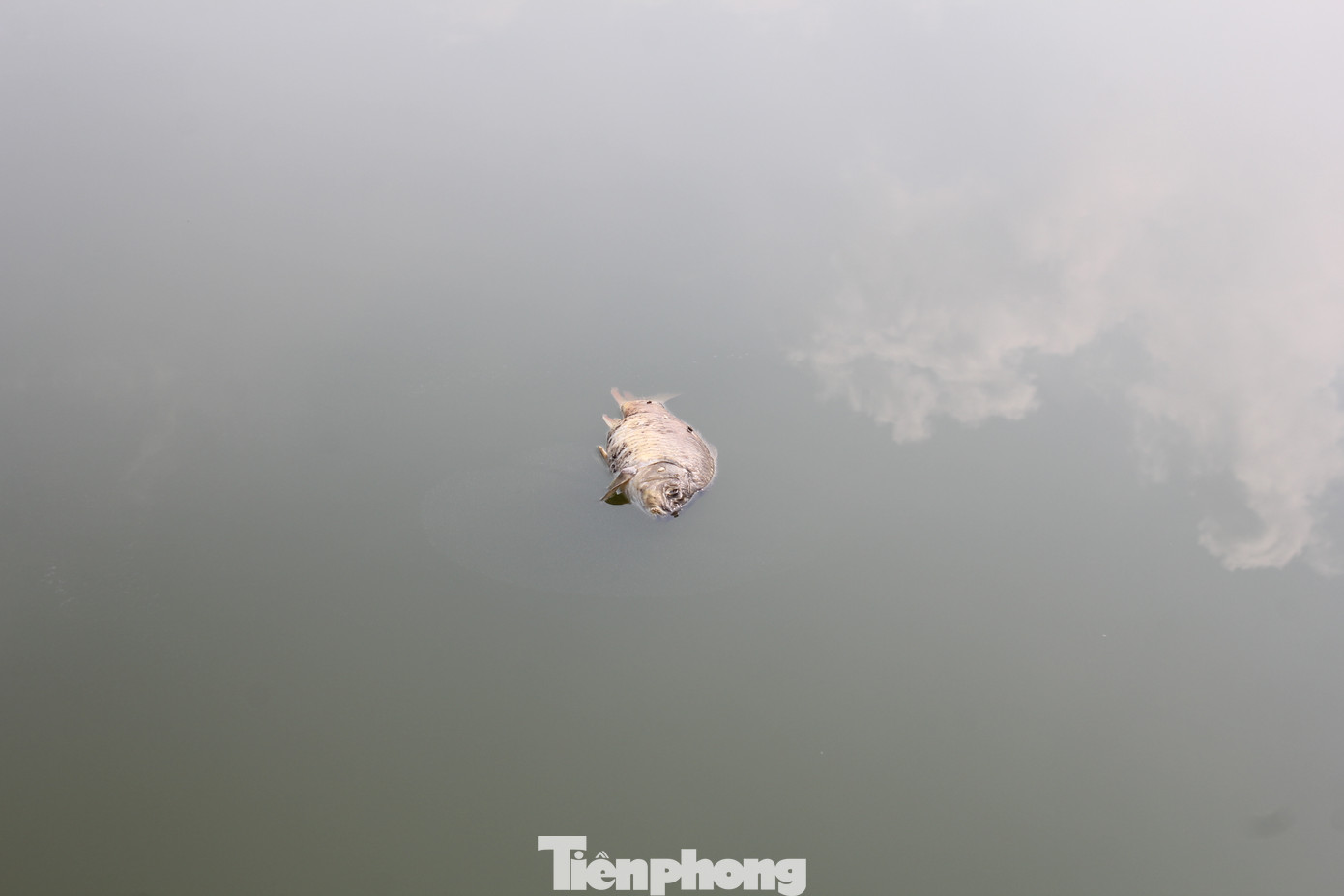 Thực tế, đây không phải lần đầu tiên công viên hồ điều hòa Mai Dịch gây bức xúc vì tình trạng ô nhiễm và xuống cấp. Thực tế, đây không phải lần đầu tiên công viên hồ điều hòa Mai Dịch gây bức xúc vì tình trạng ô nhiễm và xuống cấp.