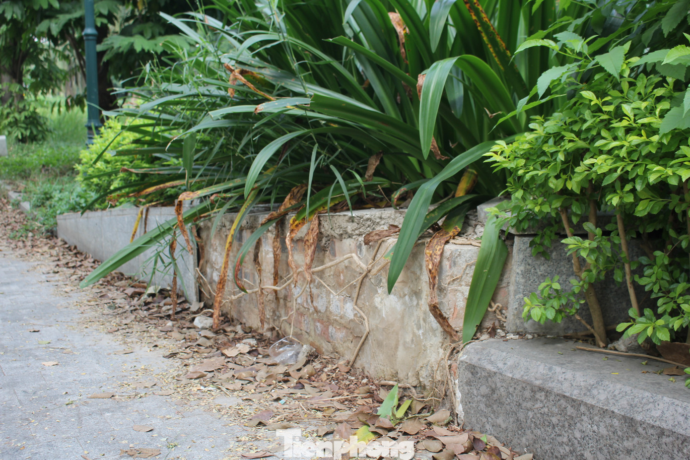 Đá lát đường đi, đá ốp bồn hoa hay bốt bảo vệ vỡ nát nhiều năm chưa được cải tạo. Đá lát đường đi, đá ốp bồn hoa hay bốt bảo vệ vỡ nát nhiều năm chưa được cải tạo.