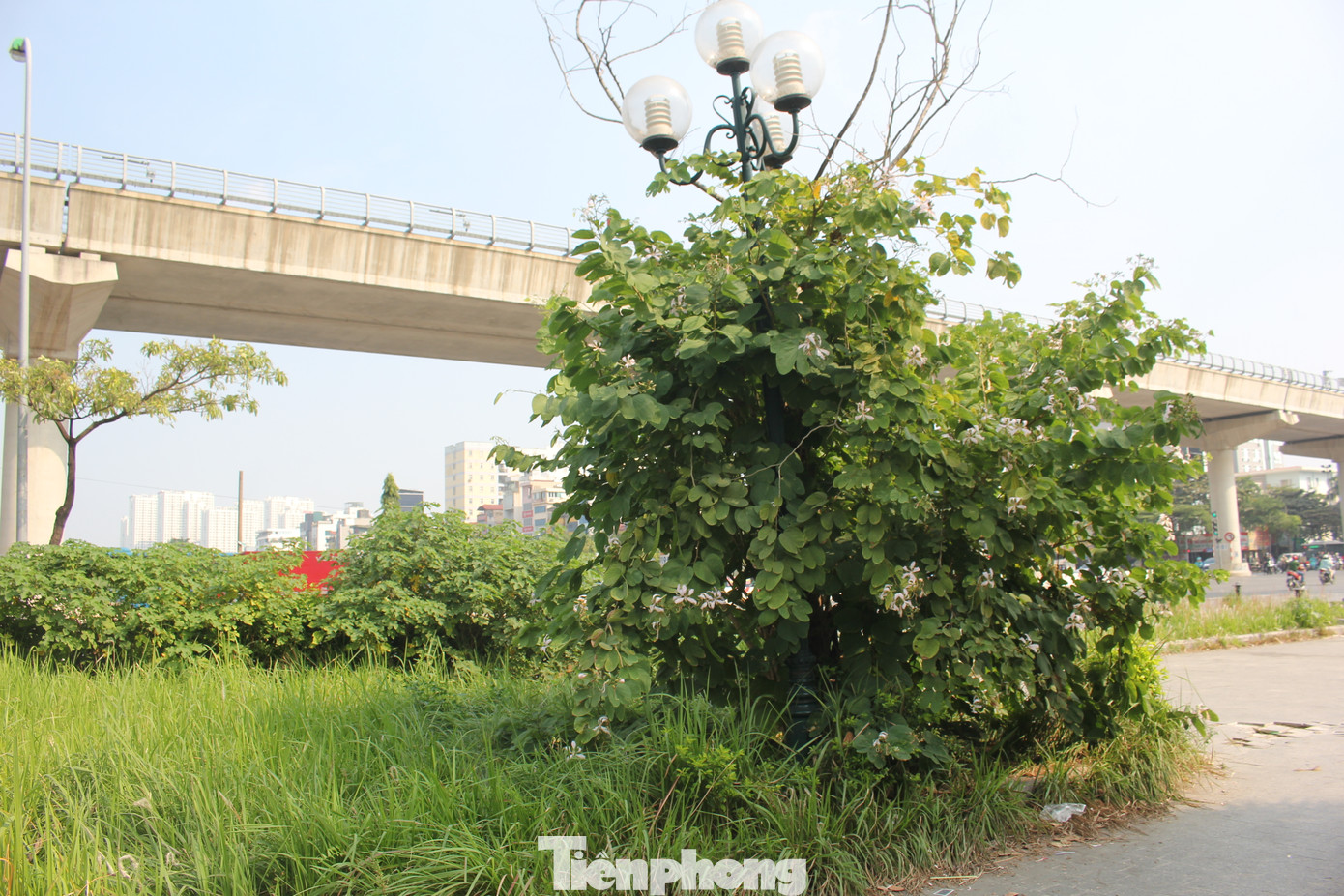 Sau nhiều năm không được chăm sóc, tình trạng xuống cấp của công viên hồ điều hòa Mai Dịch ngày càng trầm trọng hơn. Hầu hết hạng mục đèn chiếu sáng trong công viên đến nay đã bị vỡ, hỏng. Sau nhiều năm không được chăm sóc, tình trạng xuống cấp của công viên hồ điều hòa Mai Dịch ngày càng trầm trọng hơn. Hầu hết hạng mục đèn chiếu sáng trong công viên đến nay đã bị vỡ, hỏng.