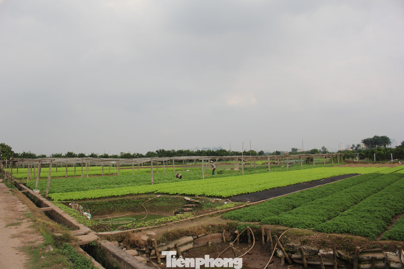 Hầu hết diện tích của dự án vẫn là nơi canh tác trồng rau, bưởi, hoa màu của nông dân các khu vực Tây Tựu, Liên Mạc, Minh Khai, Thụy Phương,…(Ảnh: Lập Đông)