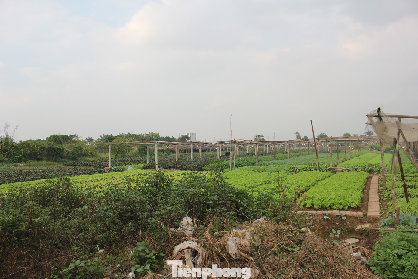 Dự án có quy mô dân số dự kiến phục vụ tái định cư khoảng 1.000 người và số người làm việc trong dự án khoảng 34 – 36.000 người. (Ảnh: Lập Đông)