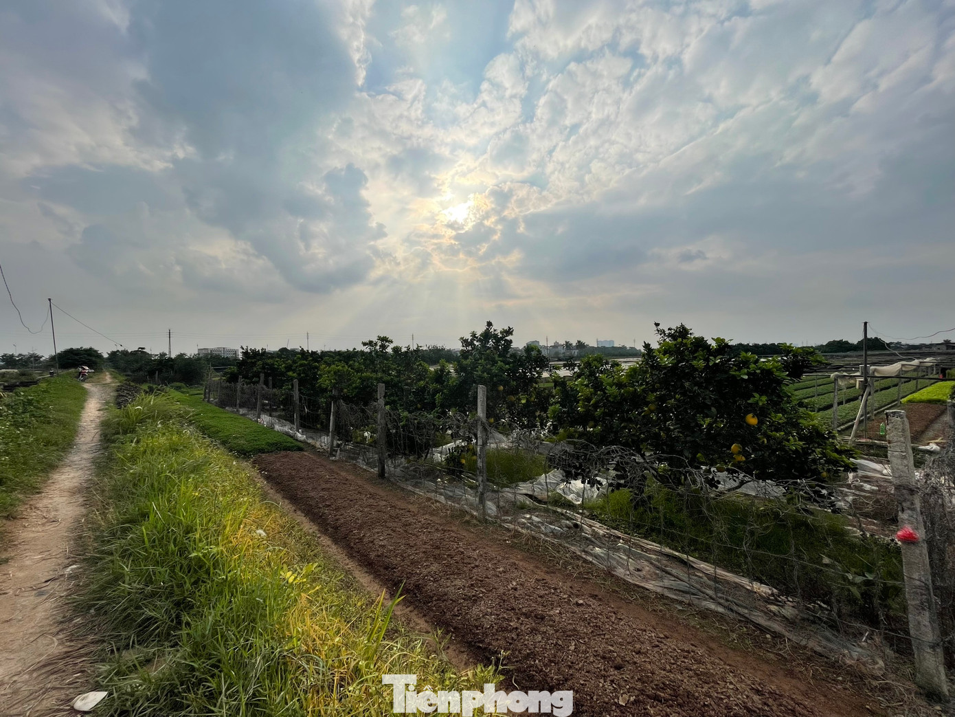 Hầu hết diện tích của dự án vẫn là nơi canh tác trồng rau, bưởi, hoa màu của nông dân các khu vực Tây Tựu, Liên Mạc, Minh Khai, Thụy Phương,…(Ảnh: Lập Đông)