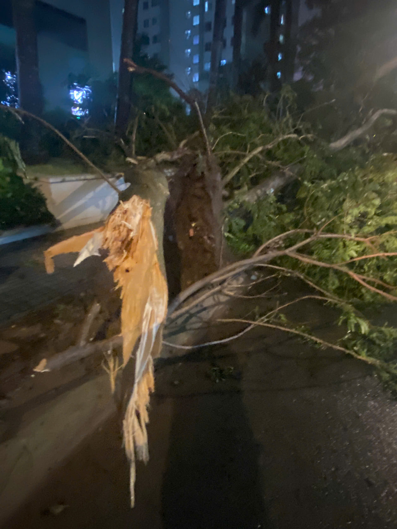 Cây đổ tại Quận 7, TPHCM. Ảnh: Phú Quang