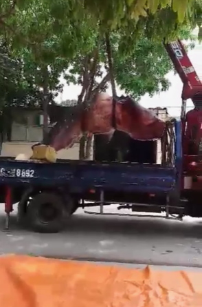 Chuyện chưa kể về cá khủng bị 'xẻ thịt' ở Sầm Sơn ảnh 4