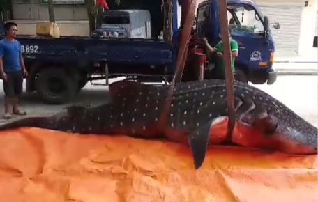 Chuyện chưa kể về cá khủng bị 'xẻ thịt' ở Sầm Sơn ảnh 2