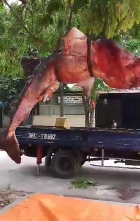 Chuyện chưa kể về cá khủng bị 'xẻ thịt' ở Sầm Sơn ảnh 3