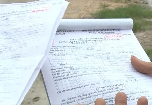 Phát hiện lợn dịch tả Châu Phi sử dụng giấy tờ nghi giả để đi tiêu thụ ảnh 1