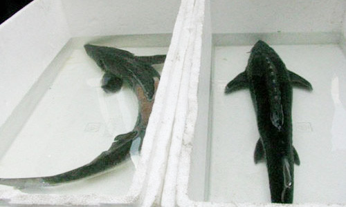 Người mua khó phân biệt được cá tầm nuôi tại Việt Nam (trái) và cá tầm Trung Quốc (phải)