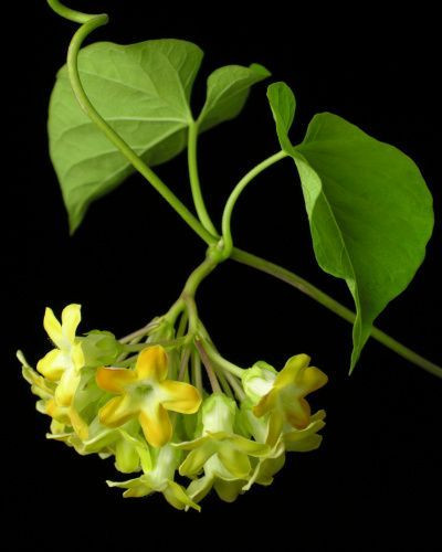 Hoa thiên lý. Ảnh: Internet Hoa thiên lý