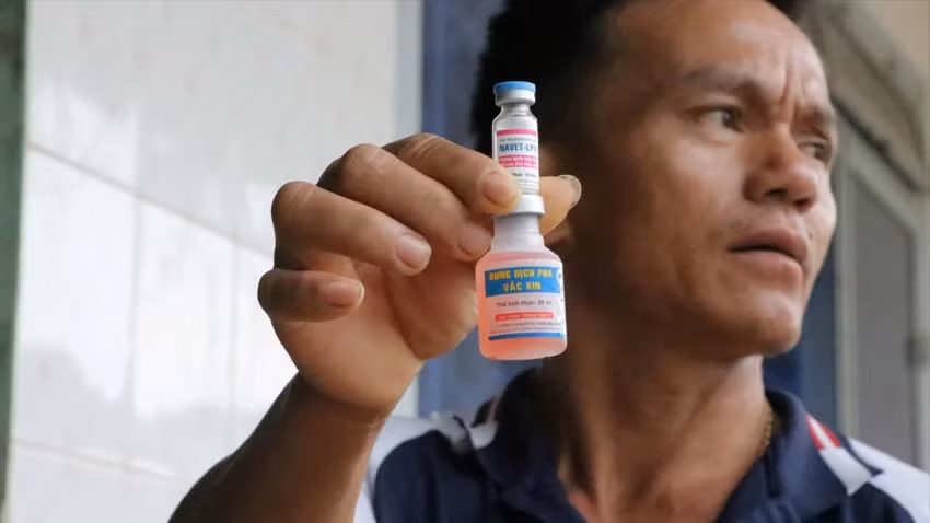 Bộ NN&amp;PTNT yêu cầu dừng tiêm vắc xin phòng bệnh viêm da, nổi cục trên trâu, bò.