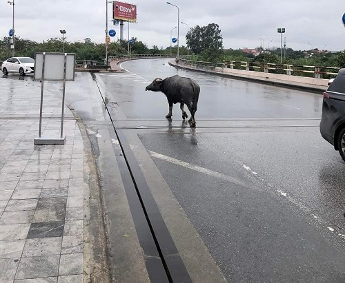 Ngay sau khi phát hiện, nhân viên an ninh đã nhanh chóng đuổi con trâu ra khỏi khu vực cảng. Ngay sau khi phát hiện, nhân viên an ninh đã nhanh chóng đuổi con trâu ra khỏi khu vực cảng.