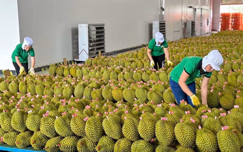 Xuất khẩu rau quả trong nửa tháng 1 năm nay bằng cả tháng năm ngoái.