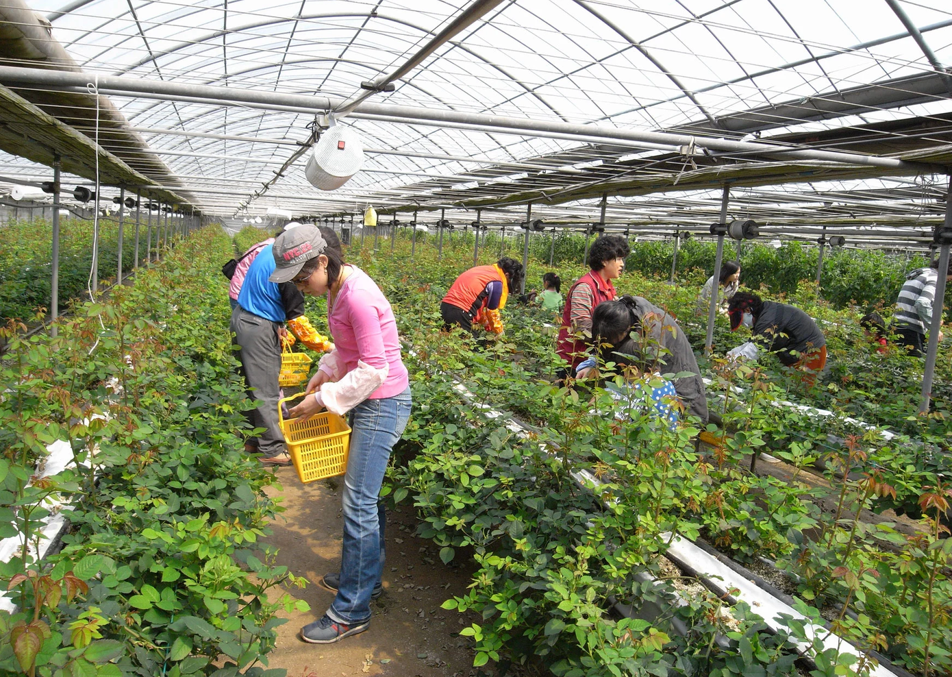 Bộ LĐ-TB&amp;XH khẳng định, việc một số tổ chức, cá nhân đứng ra thu tiền để đưa lao động đi làm việc tại Australia trong thời điểm này là trái quy định.