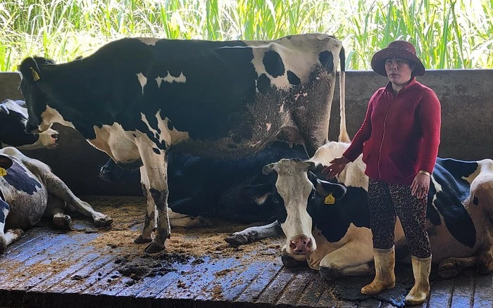 Theo Bộ NN&amp;PTNT, đến chiều 11/8, đã có hơn 200 con bò sữa ở Lâm Đồng bị chết.