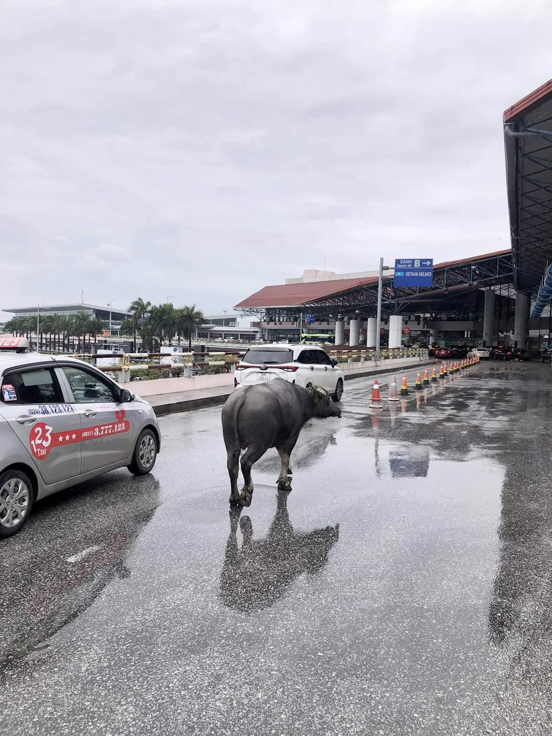 Con trâu đi lạc vào tầng 2 sân bay Nội Bài. Con trâu đi lạc vào tầng 2 sân bay Nội Bài.