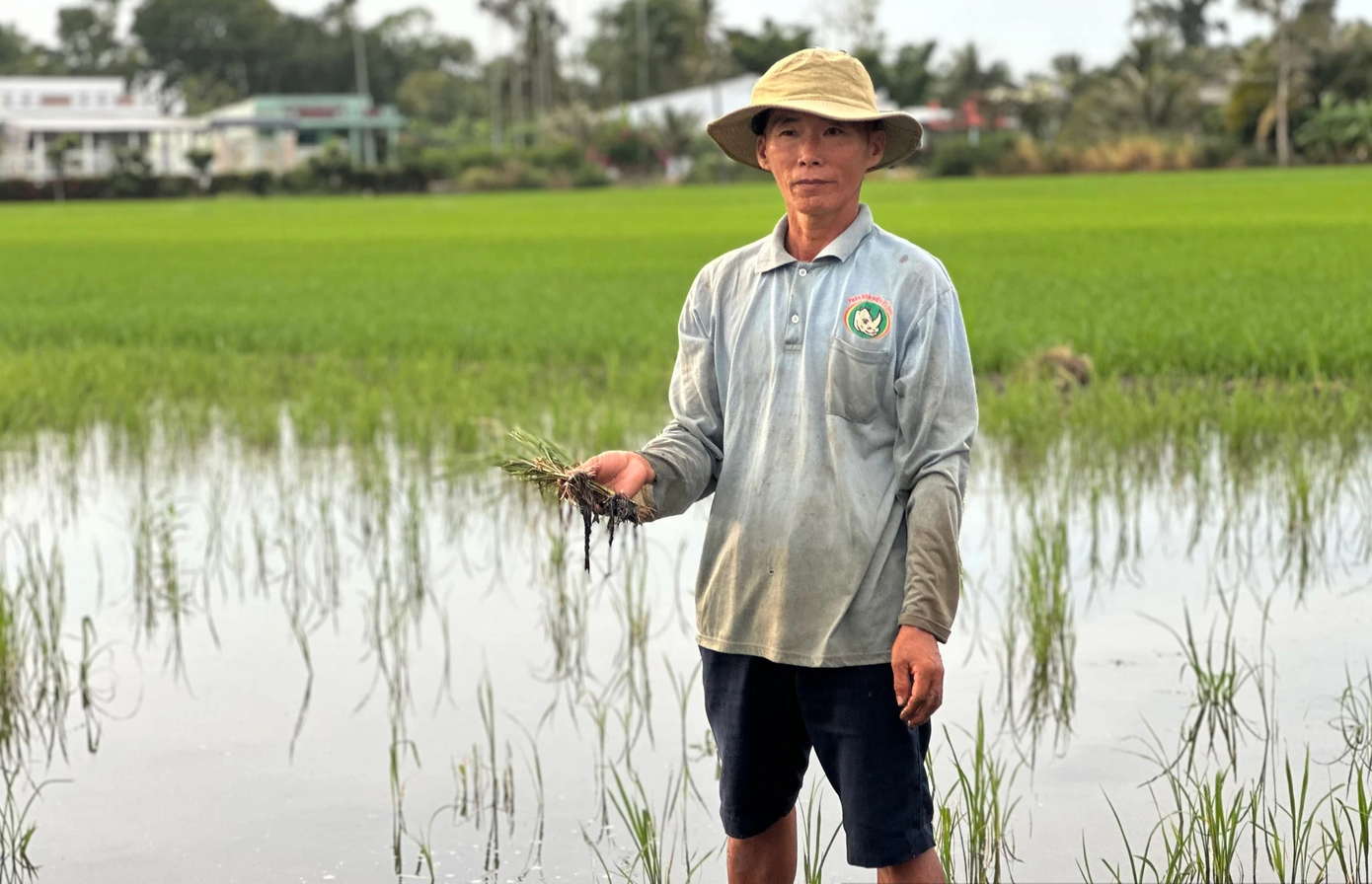 Người dân Hậu Giang phản ánh hiện tượng lúa bị nhiễm mặn do ảnh hưởng từ việc sử dụng cát biển làm cao tốc Hậu Giang - Cà Mau.