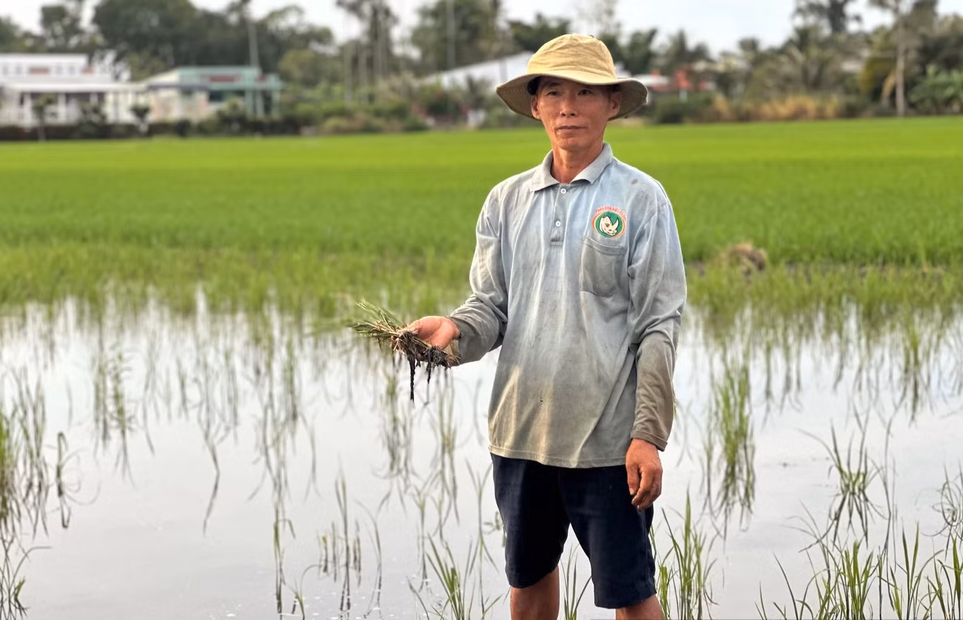 Người dân Hậu Giang phản ánh hiện tượng lúa bị nhiễm mặn do ảnh hưởng từ việc sử dụng cát biển làm cao tốc Hậu Giang - Cà Mau.