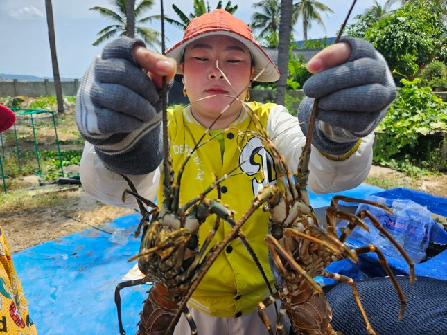 Tôm hùm vừa mới thả nuôi hay đến tuổi xuất bán của người dân xã Xuân Thịnh (Thị xã Sông Cầu, Phú Yên) đều bị chết.