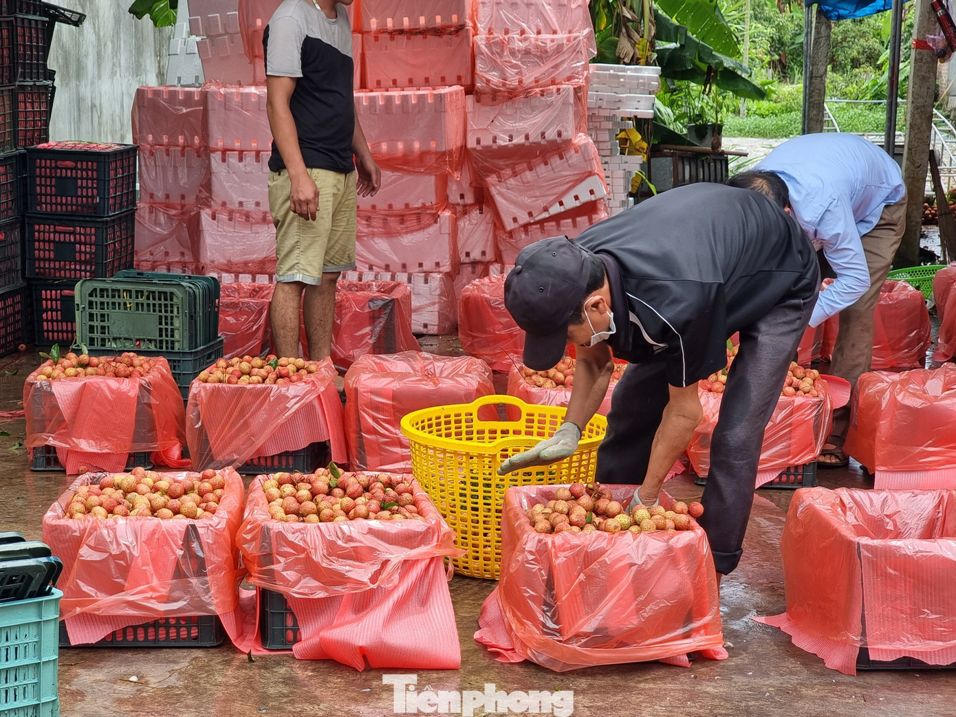 Sản lượng vải giảm mạnh khiến các doanh nghiệp lo không đủ hàng để xuất khẩu trong năm nay.