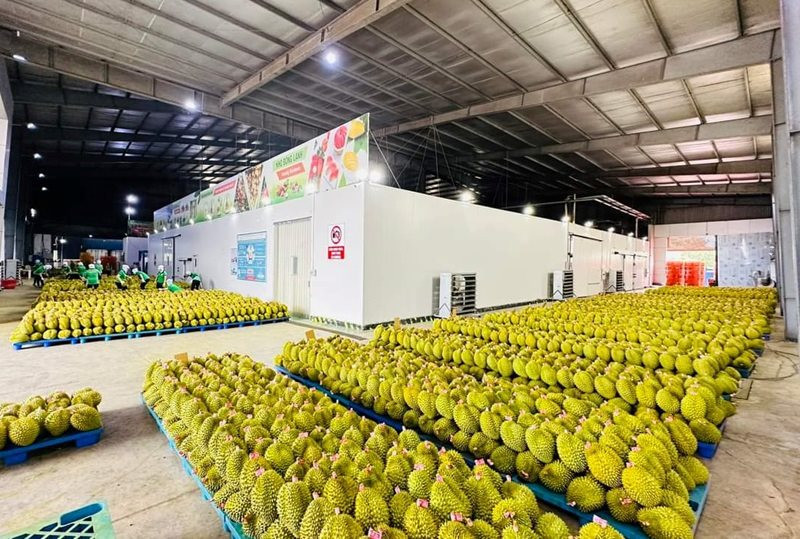 Việc Trung Quốc mở cửa sầu riêng đông lạnh giúp xuất khẩu mặt hàng này có thể cán mốc 400-500 triệu USD trong năm nay. Việc Trung Quốc mở cửa sầu riêng đông lạnh giúp xuất khẩu mặt hàng này có thể cán mốc 400-500 triệu USD trong năm nay.