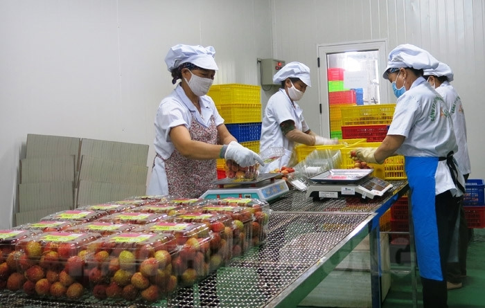 Doanh nghiệp đóng gói những lô hàng vải thiểu xuất khẩu.