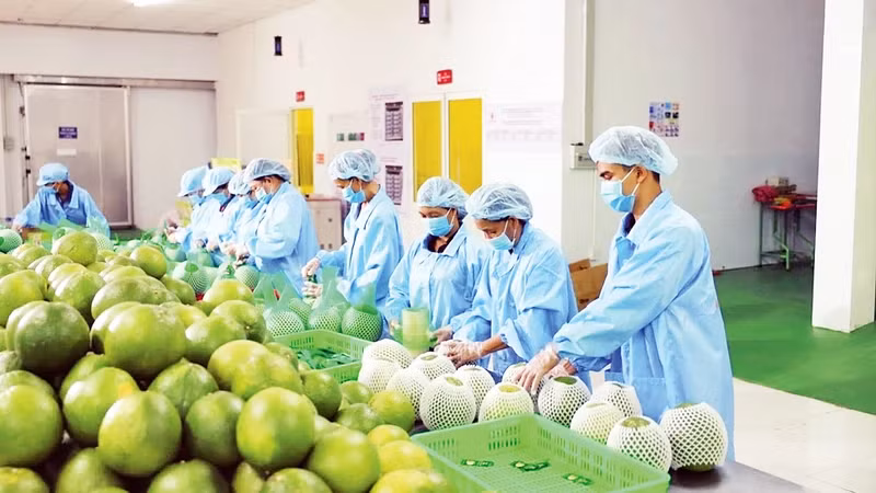 Xuất khẩu rau quả Việt Nam trong những tháng đầu năm tiếp tục tăng mạnh.