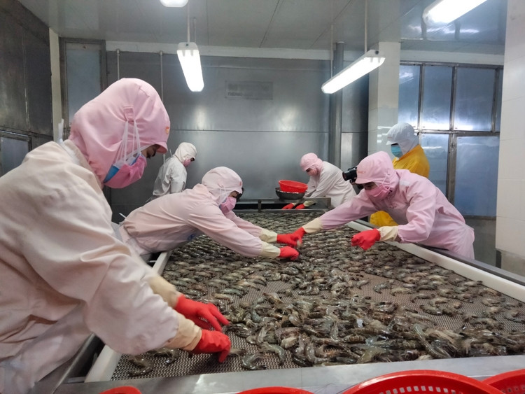 Các doanh nghiệp thủy sản đang lo lắng vì giá cước phí tăng cao trong bối cảnh ngành vẫn chật vật phục hồi