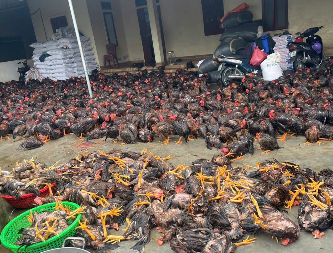 Mưa ngập khiến nhiều con gà ở xã Diễn Thịnh, huyện Diễn Châu, Nghệ An bị chết. Ảnh CSCC. Mưa ngập khiến nhiều con gà ở xã Diễn Thịnh, huyện Diễn Châu, Nghệ An bị chết. Ảnh CSCC.