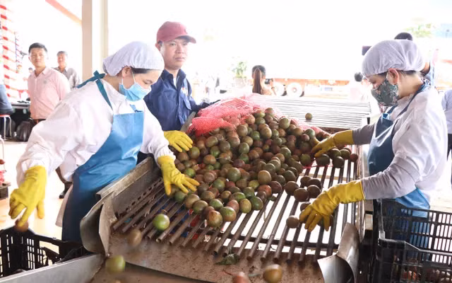Chanh leo sắp có "thị thực" xuất sang thị trường Mỹ.