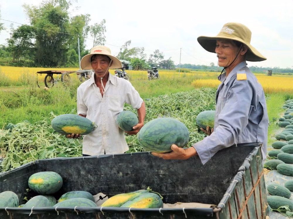 Việc Nghị định thư xuất khẩu dưa hấu chính ngạch sang Trung Quốc có hiệu lực sẽ giúp đầu ra sản phẩm này ổn định hơn.