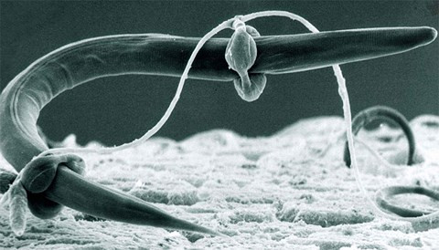 Không ngờ nấm sò là loài ăn thịt và săn mồi theo cách tàn bạo nhất ảnh 1