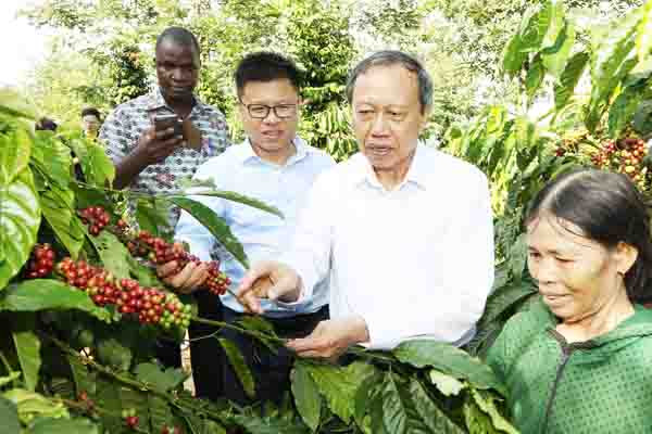 NESCAFÉ PLAN gắn kết với nông dân vì chất lượng Cà Phê Việt ảnh 1