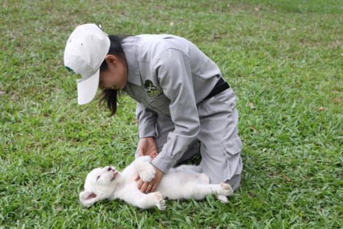 Hà Mã mới sinh tại Vinpearl Land được đặt tên ‘Champion’ ảnh 4