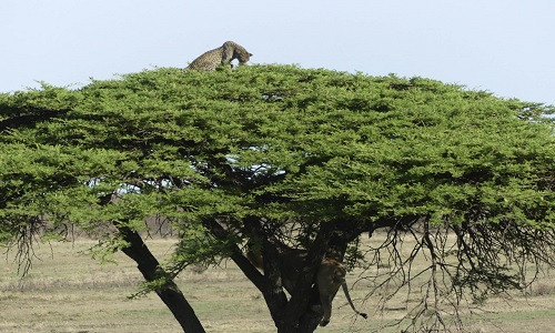 Báo đốm trèo lên ngọn cây để trốn sư tử ảnh 1