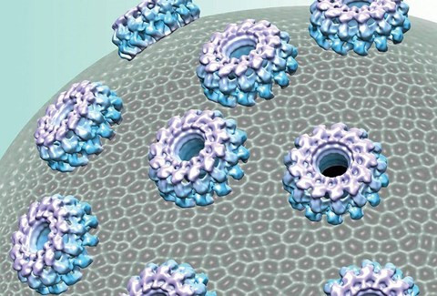 Không ngờ nấm sò là loài ăn thịt và săn mồi theo cách tàn bạo nhất ảnh 2