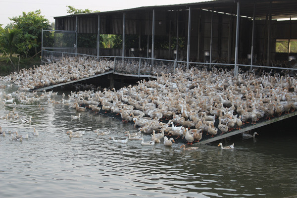 Thu tiền tỷ từ nuôi vịt theo phương thức mới của C.P. Việt Nam ảnh 1