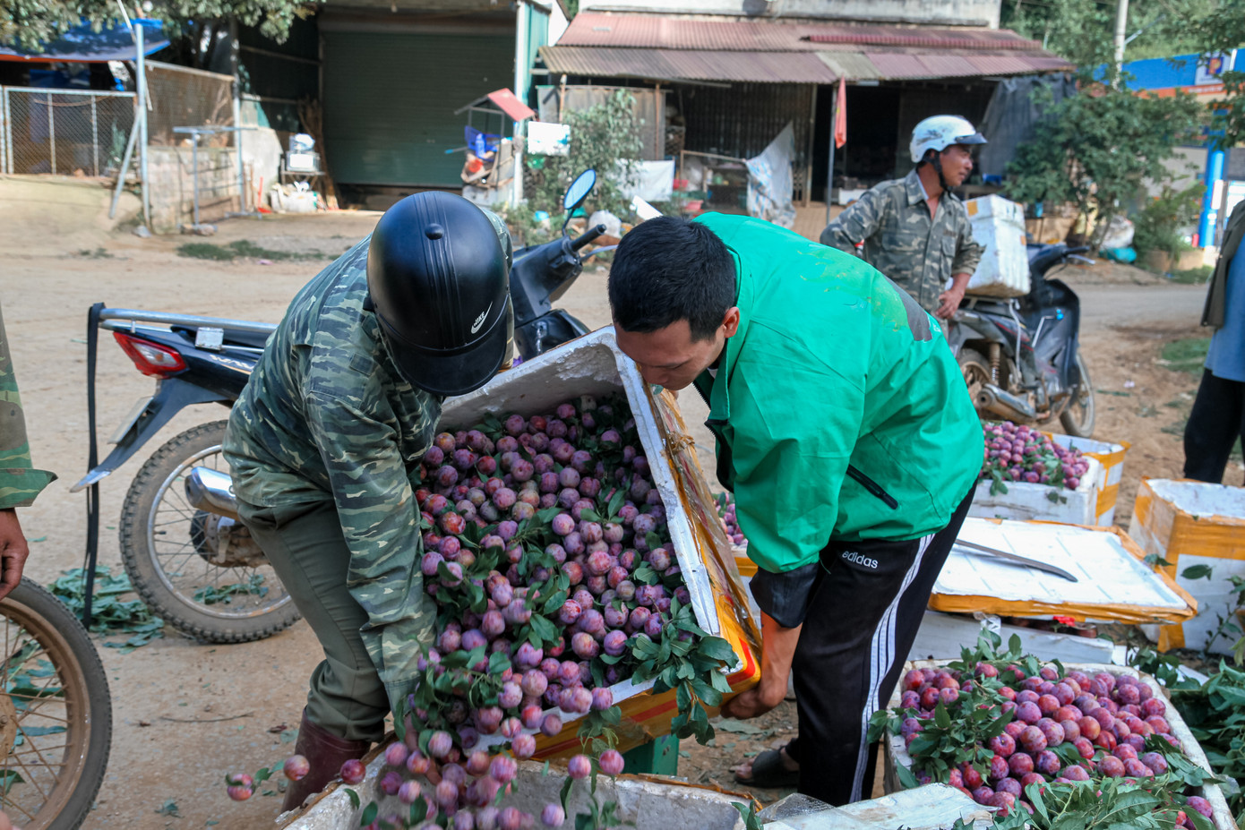 Sáng sớm, bà con nông dân chở mận ra trung tâm xã để cân, bán cho thương lái. Sáng sớm, bà con nông dân chở mận ra trung tâm xã để cân, bán cho thương lái.