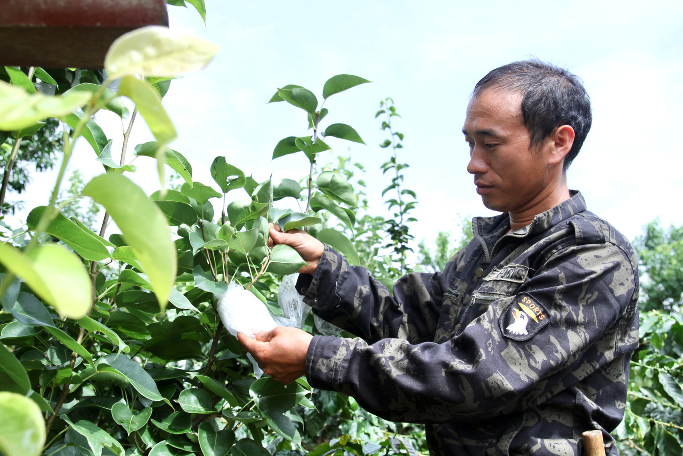 Ngoài cà phê, gia đình anh Vừ A Minh đang trồng thêm lê, mận, mắc ca và dưa mèo. Ngoài cà phê, gia đình anh Vừ A Minh đang trồng thêm lê, mận, mắc ca và dưa mèo.