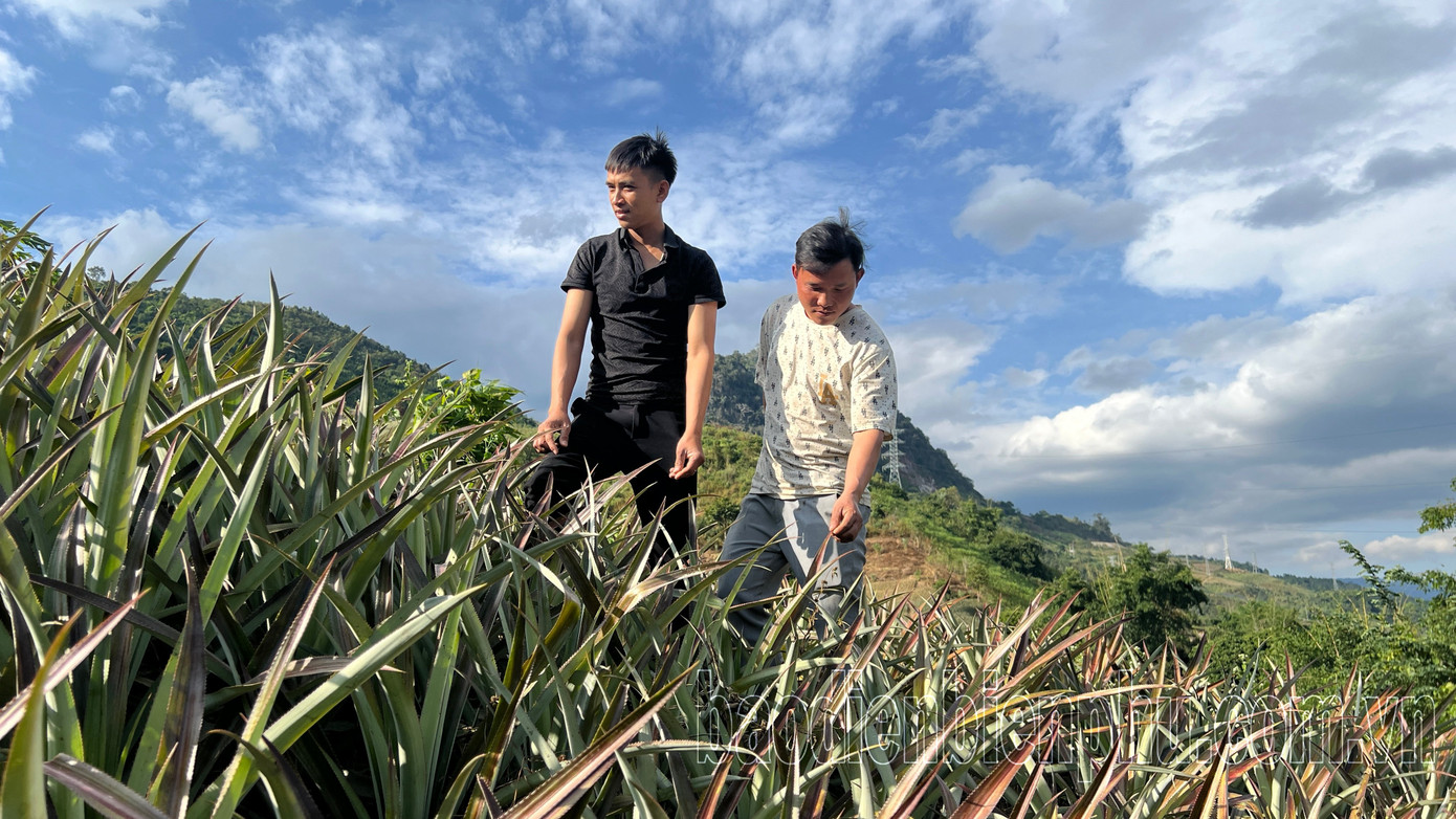 Người dân tại Na Sang đang có nhịp sống mới khởi sắc từ những quả dứa mọng vàng trên vùng đất khó. Người dân tại Na Sang đang có nhịp sống mới khởi sắc từ những quả dứa mọng vàng trên vùng đất khó.